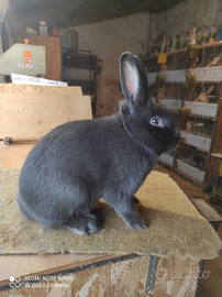 Coniglio blu di vienna