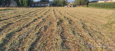 FIENO DI ERBA MEDICA in ballette