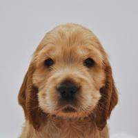 Cuccioli Cocker spaniel Inglese con Pedigree