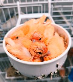 Canarini rossi avorio