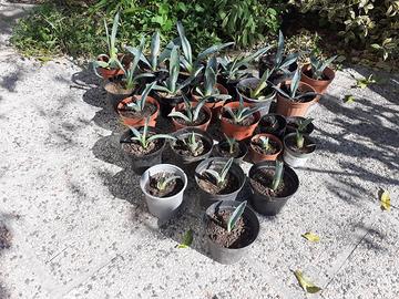 Piantine Agave