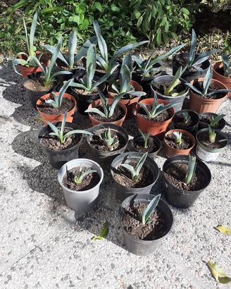 Piantine Agave