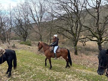 Cavallo andaluso