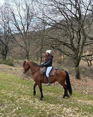 Cavallo andaluso