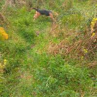 Cani da caccia