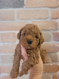 Cucciola barboncino toy red pedigree ENCI