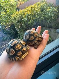 Stigmochelys pardalis baby