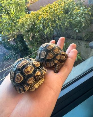 Stigmochelys pardalis baby