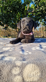 Labrador con eccellente pedigree enci