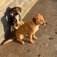 Affido Cuccioli cagnolini