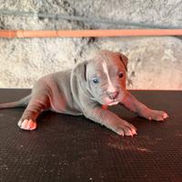 Cuccioli Pit Bull UKC Black-Red-Blue Nose