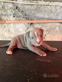 Cuccioli Pit Bull UKC Black-Red-Blue Nose