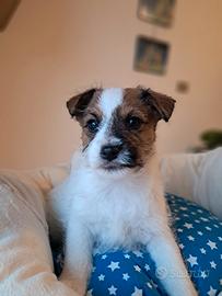 Jack russell terrier cucciolo