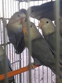 Roseincollis serie blu