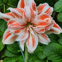 Bulbo Hippeastrum Dancing Queen 