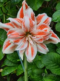 Bulbo Hippeastrum Dancing Queen 
