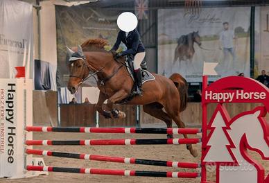 Cavalla da Salto Ostacoli