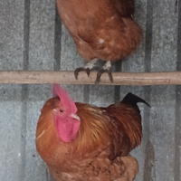 Splendido gallo di 7 mesi