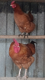 Splendido gallo di 7 mesi