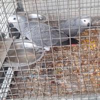 Cacatua e cenerini