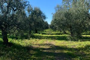Terreno oliveto