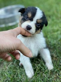 Pastore australiano australian shepherd maschio