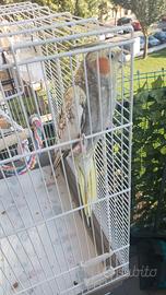 Calopsitta
