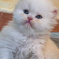 Cucciolo gatto persiano