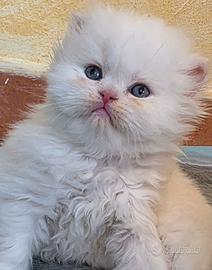Cucciolo gatto persiano