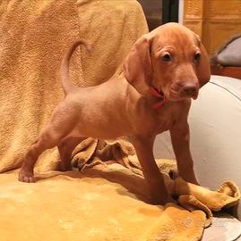 Cuccioli di bracco ungherese a pelo corto