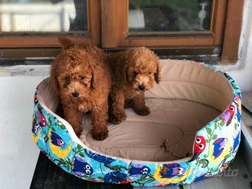 Cuccioli di barboncini maschietti femminucce