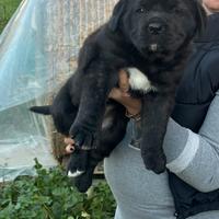 Cucciola di Corso