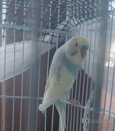 Cocorita raibow