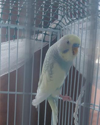 Cocorita raibow