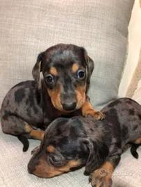 Cuccioli Bassotto Nano