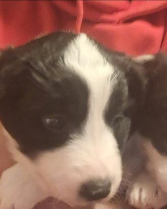 Cuccioli border collie