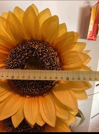 Girasoli ornamentali