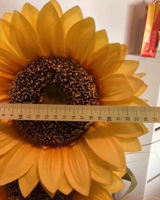 Girasoli ornamentali