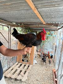 Gallo marans ramato nero