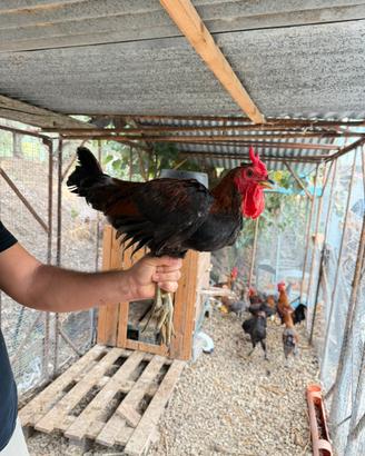 Gallo marans ramato nero