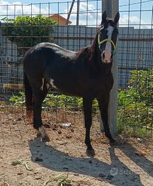 Puledro Italo americano