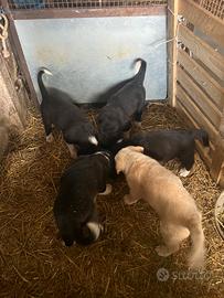 Pastori dell'Asia centrale