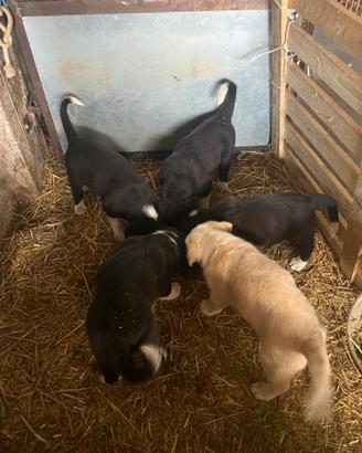 Pastori dell'Asia centrale