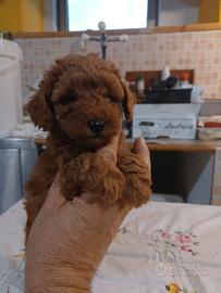 Cuccioli di barboncini toy e mini toy