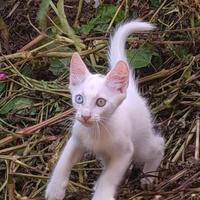 Gattini