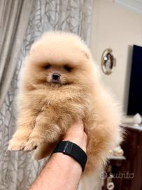 Spitz di Pomerania nano