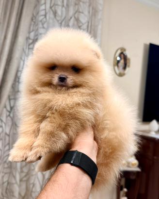 Spitz di Pomerania nano