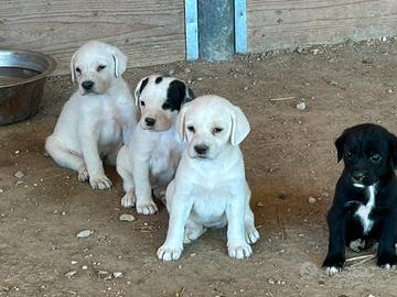Cuccioli da tartufo