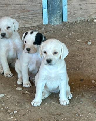 Cuccioli da tartufo