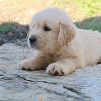 Golden retrive 100x100 AMERICANI